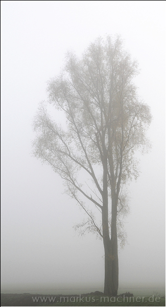 nebel2.jpg