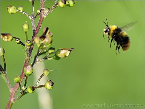 hummel1.jpg