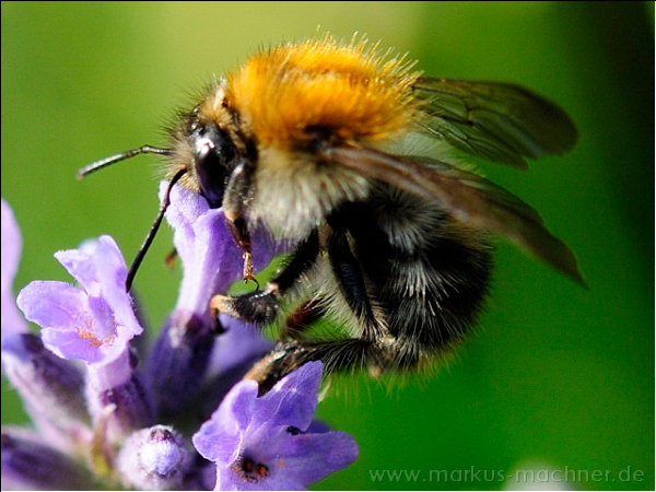 hummel10.jpg