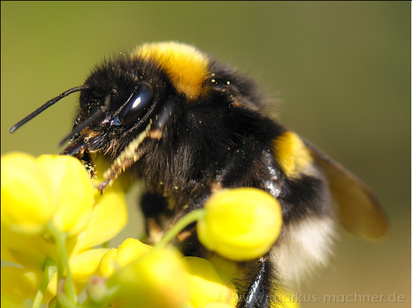 hummel101.jpg