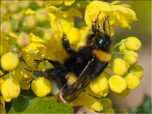 hummel102.jpg