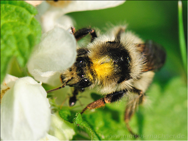 hummel106.jpg