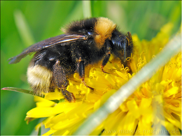 hummel107.jpg