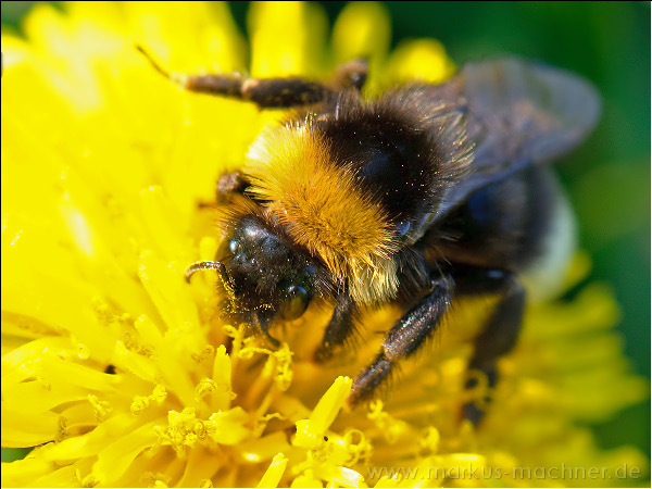 hummel108.jpg