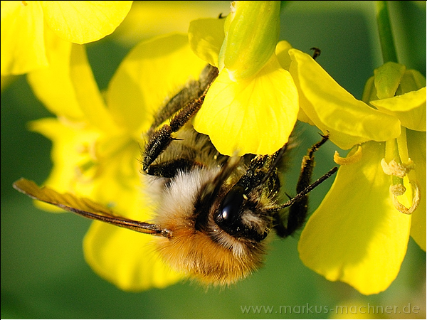 hummel109.jpg