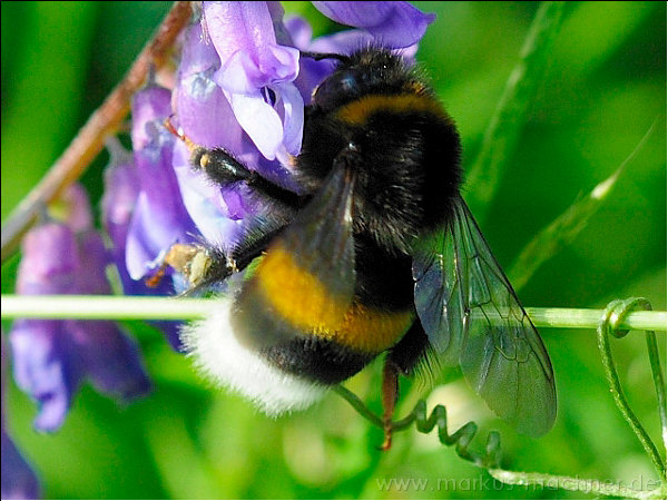 hummel11.jpg