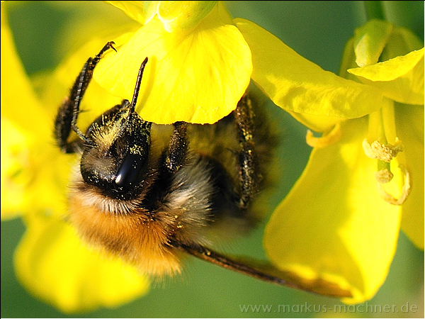 hummel110.jpg