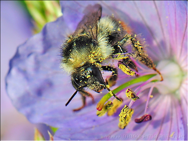 hummel111.jpg