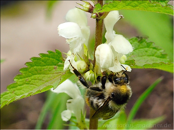 hummel112.jpg