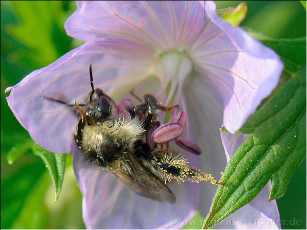 hummel113.jpg