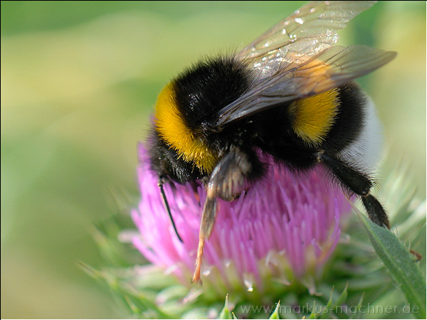 hummel114.jpg