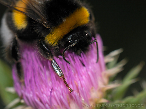 hummel115.jpg