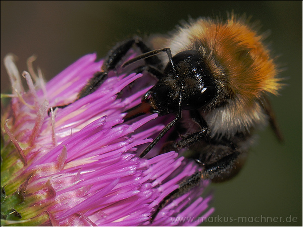 hummel116.jpg