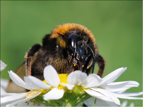 hummel117.jpg