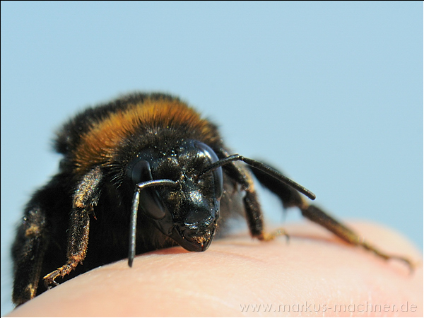 hummel118.jpg