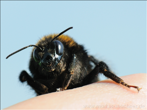 hummel119.jpg