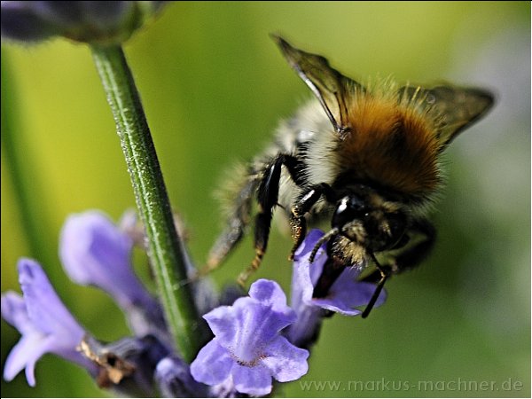 hummel12.jpg
