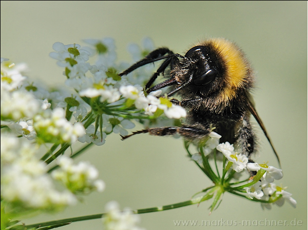 hummel120.jpg