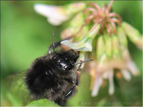 hummel121.jpg