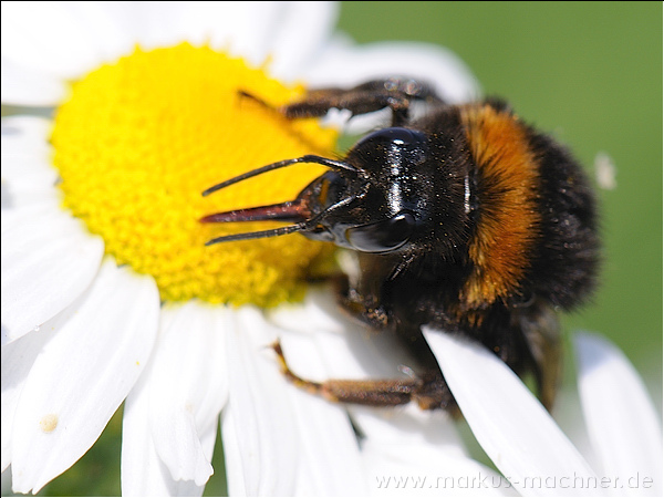 hummel122.jpg