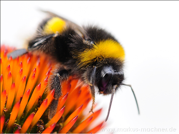 hummel123.jpg