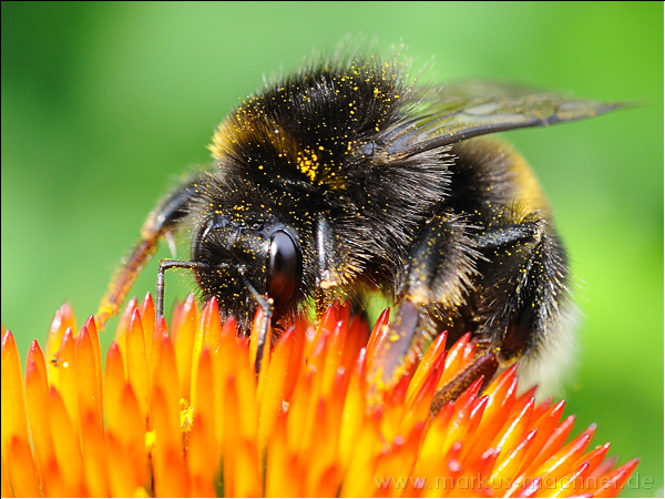 hummel124.jpg