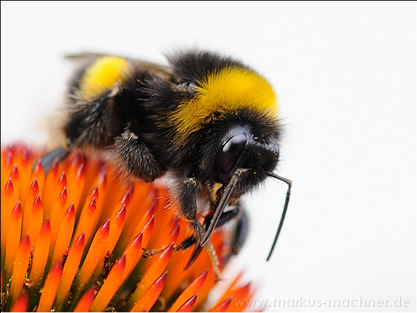 hummel125.jpg