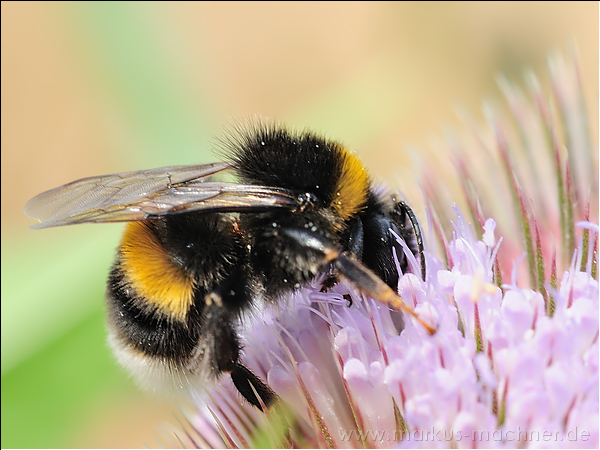 hummel126.jpg