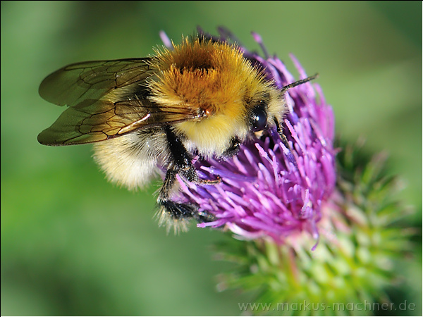 hummel128.jpg