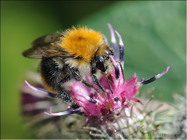 hummel129.jpg