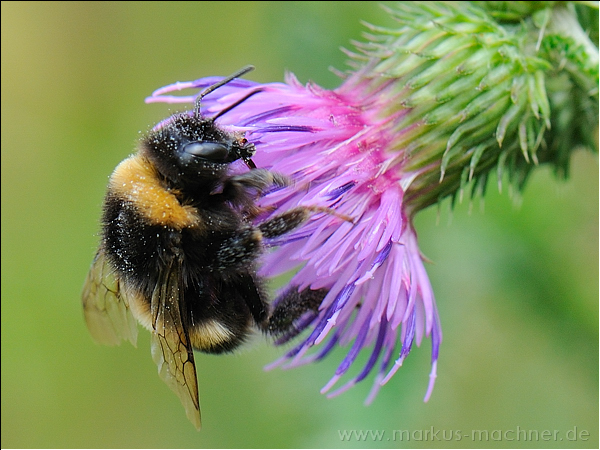 hummel130.jpg