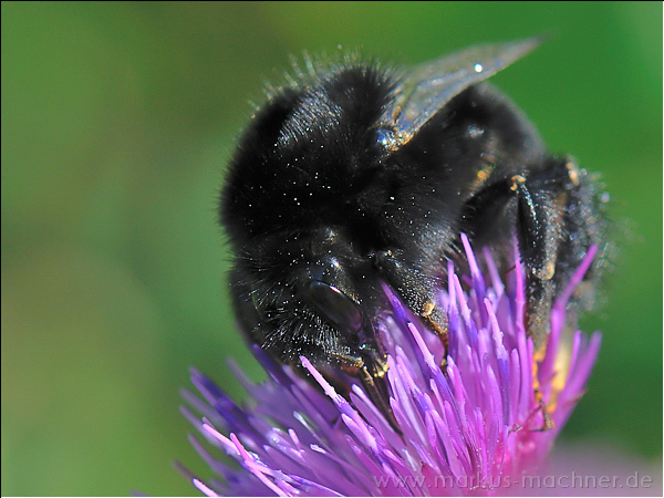hummel131.jpg