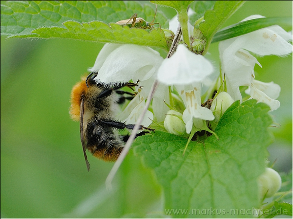 hummel132.jpg