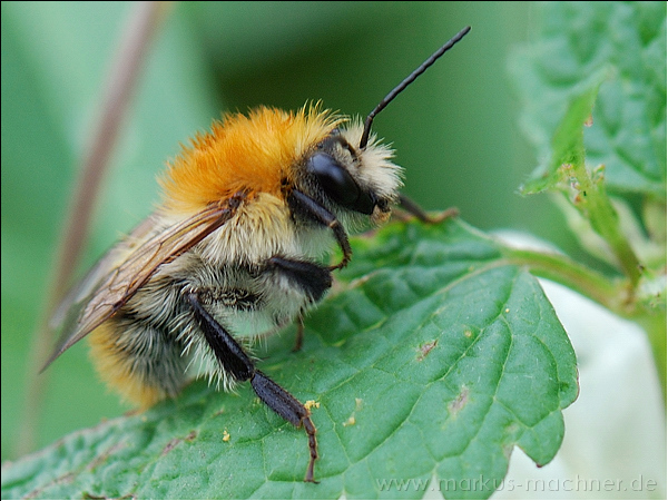 hummel133.jpg