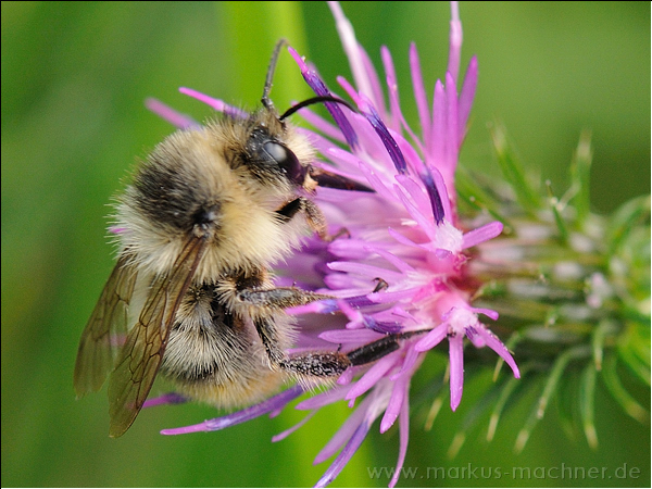 hummel134.jpg