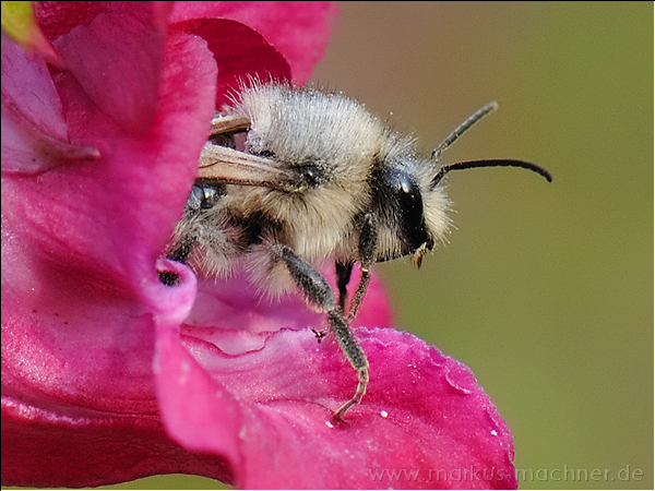 hummel135.jpg