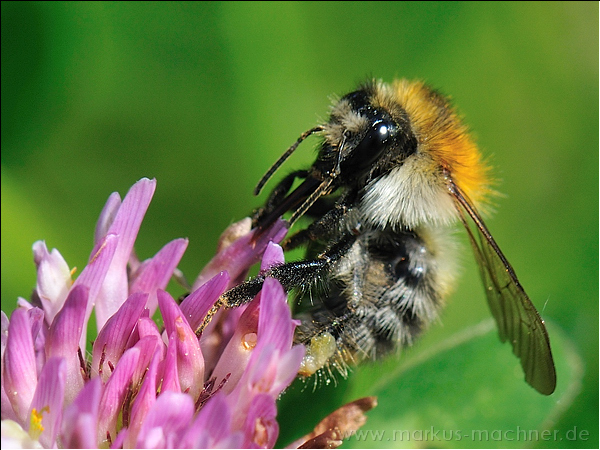 hummel136.jpg