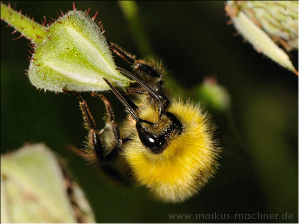 hummel138.jpg