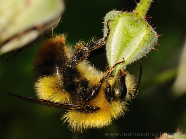 hummel139.jpg