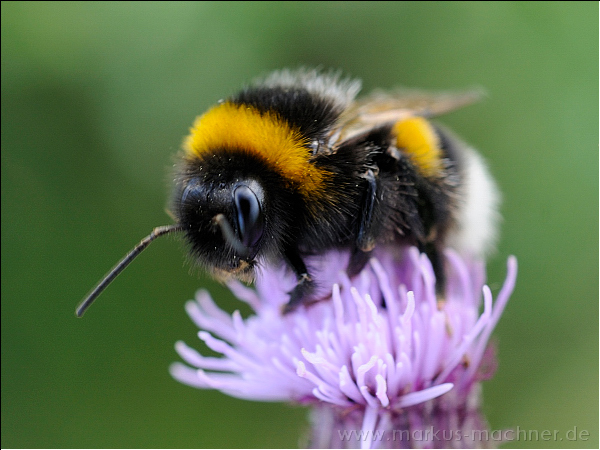 hummel14.jpg