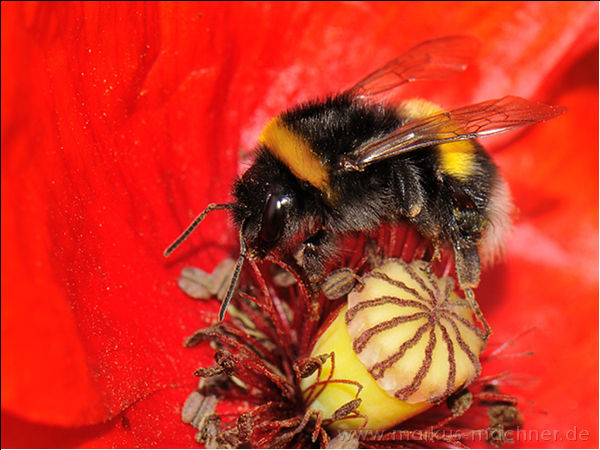 hummel140.jpg