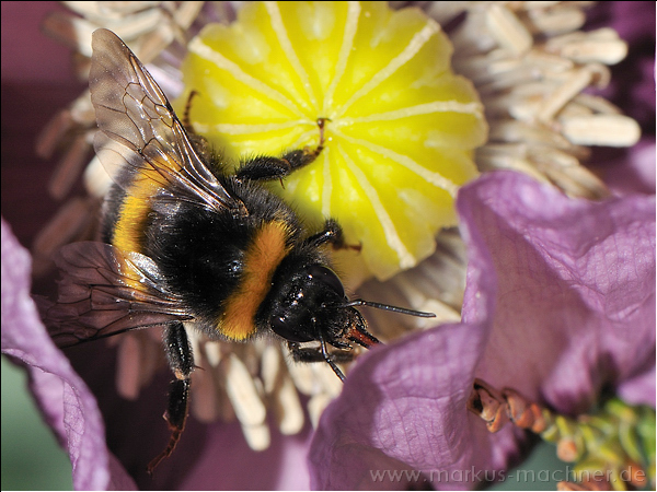 hummel141.jpg