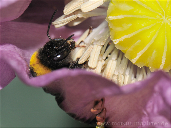 hummel142.jpg