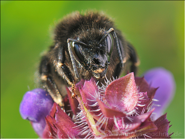 hummel143.jpg