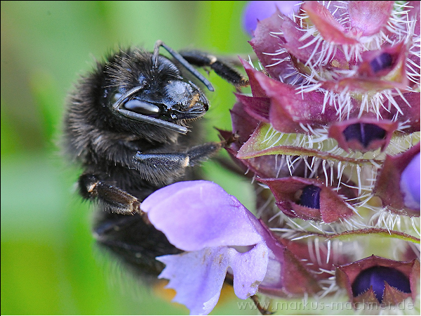 hummel144.jpg