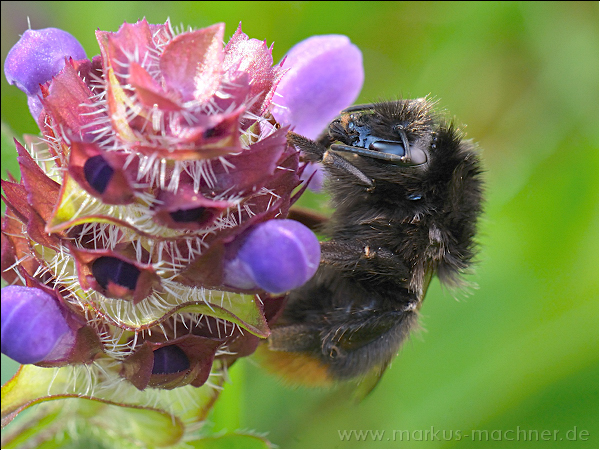 hummel145.jpg