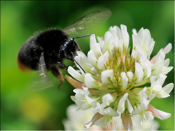 hummel15.jpg