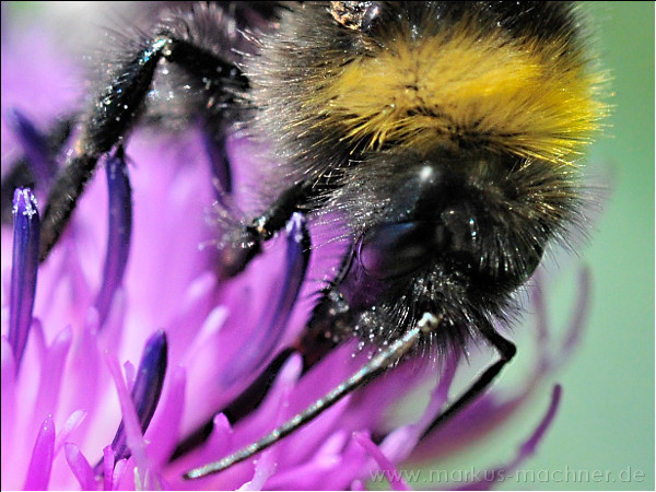 hummel17.jpg