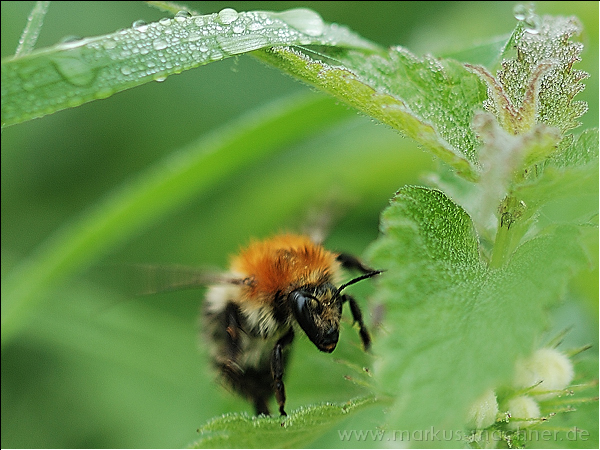 hummel18.jpg