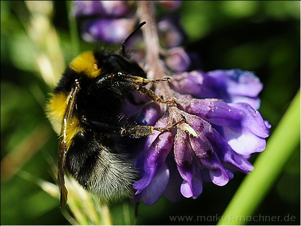 hummel19.jpg
